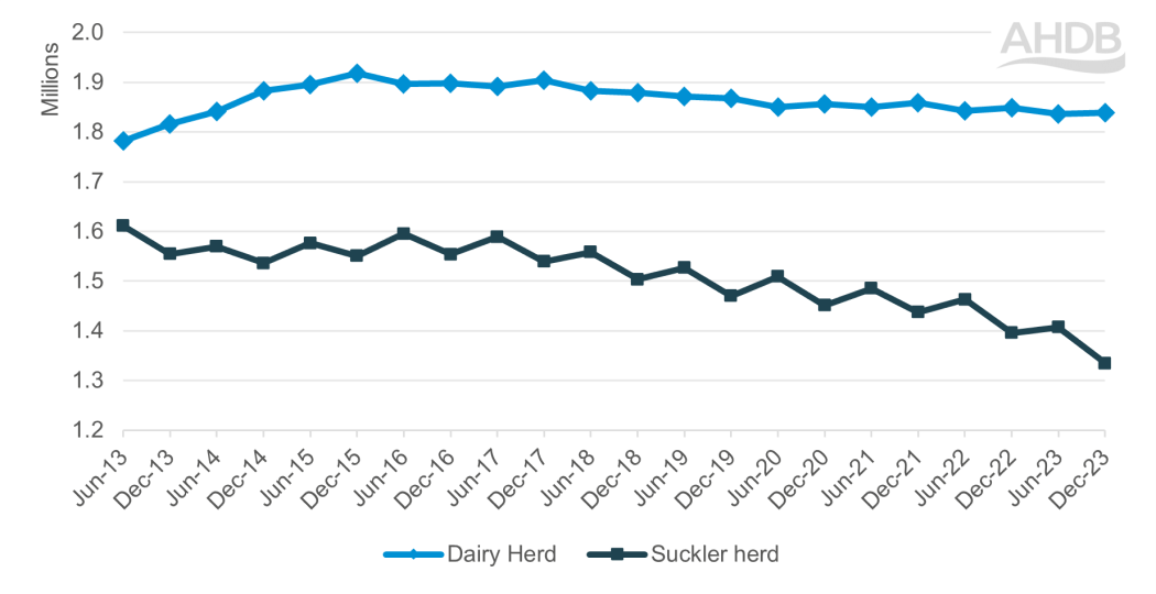 UK dairy and suckler breeding herd size trends chart